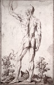 Anatomische Studie des menschlichen Muskelsystems (Gravur) von Anonymous Anonymous