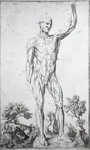 Anatomische Studie des menschlichen Muskelsystems von Anonymous Anonymous