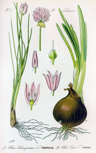 Botanische Tafel: Allium schoenoprasum (Schnittlauch) und Allium cepa (Zwiebel). Tafel 29. Private Sammlung von Anonymous Anonymous