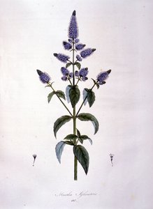 Botanische Tafel: Wilde Minze (Mentha sylvestris). Gravur des 19. Jahrhunderts von Anonymous Anonymous