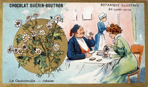 Kamille: Aufguss. Gravur (Chromo). Werbechromolithographie für Guerin-Boutron-Schokoladen, Ende des 19. Jahrhunderts. Illustrierte botanische Serie