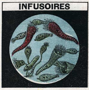 Lichtprojektion: Verwendung einer Projektionslaterne zur Beobachtung von Infusorien. Anonyme Illustration von 1925. Private Sammlung.