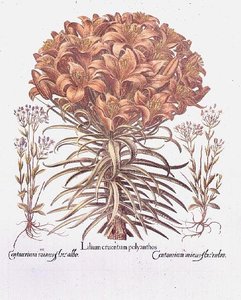 Lilie und Centaurea, Deutsch von Anonymous Anonymous