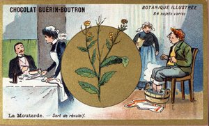 Senf dient als Reizmittel. Gravur (Chromo). Werbe-Chromolithographie für Guerin-Boutron-Schokoladen, Ende des 19. Jahrhunderts. Illustree Botanische Serie