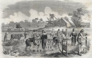 Reisanbau in Manila auf den Philippinen im Jahr 1864. Anonyme Gravur. Private Sammlung. von Anonymous Anonymous