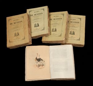 Die vollständigen Werke von Buffon (1707 - 1788) - Private Sammlung von Anonymous Anonymous