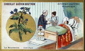 Die Borretsch, schweißtreibend. Chromolithographie-Werbung für Guerin-Boutron-Schokoladen, späte 19. Jahrhundert. Illustrierte Botanische Serie von Anonymous Anonymous