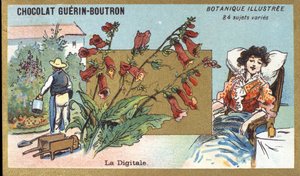 Der Finger. Gravur (Chromo). Werbechromolithographie für Guerin-Boutron-Schokoladen, Ende des 19. Jahrhunderts. Illustrierte Botanische Serie.