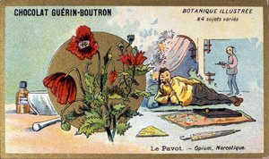 Der Mohn: Opium, Betäubungsmittel. Gravur (Chromo). Werbe-Chromolithographie für Guerin-Boutron-Schokoladen, Ende des 19. Jahrhunderts. Illustree Botanische Serie