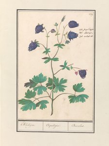 Akelei (Aquilegia) von Anselmus Boëtius de Boodt