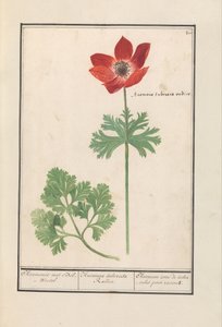 Anemone von Anselmus Boëtius de Boodt