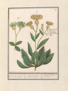 Kornblume (Centaurea)