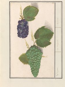 Weintraube (Vitis vinifera) von Anselmus Boëtius de Boodt
