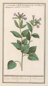 Geflecktes Lungenkraut (Pulmonaria officinalis)