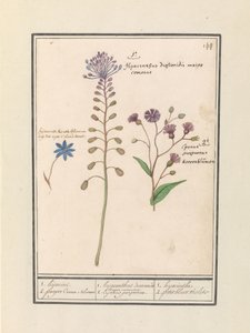 Hyazinthe (Muscari comosum) und Kornblume (Centaurie) von Anselmus Boëtius de Boodt