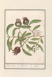 Mispel (Mespilus germanica)