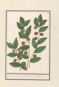 Olive (Olea europaea) Laurierbaum. / Bacca Laurus. / Laurier (Titel auf Objekt) von Anselmus Boëtius de Boodt