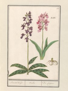 Orchidee (Orchidaceae) Standel Kruijd. / Orchis. / Du Satijrion.