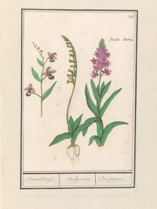 Orchidee (Orchidaceae) Standel Kruijd. / Orchys variae. / Du Satijrion. (Titel auf dem Objekt)
