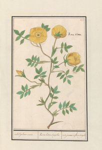 Rosa (Rosa) von Anselmus Boëtius de Boodt