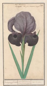 Trauer-Iris (Iris susiana)