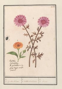 Rosa Blume (unbekannt) und Ringelblume (Calendula officinalis) von Anselmus Boëtius de Boodt