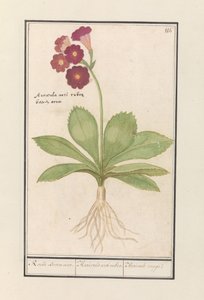 Schlüsselblume (Primula) Roode Beeren oore. / Auricula ursi rubra. / Auricule rouge