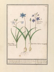 Sterhyazinthe (Scilla) von Anselmus Boëtius de Boodt