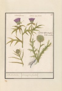 Distel (Carduus) und Artischocke (Cynara cardunculus)