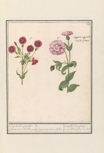 Zwei Nelken (Dianthus)