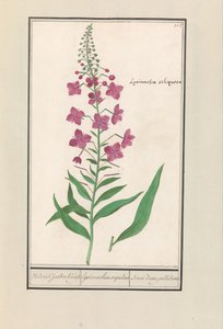 Schmalblättriges Weidenröschen (Chamerion angustifolium)
