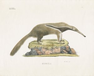 Großer Ameisenbär auf felsigem Gelände