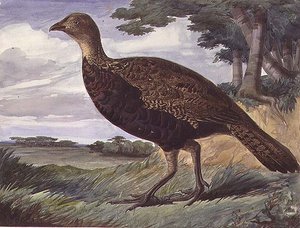 Fasan und Grauhuhn-Hybrid von Anthony Frederick Augustus Sandys