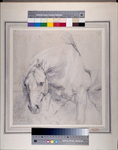 Kopf und Vorderteil eines grauen Pferdes von Anthony van Dyck
