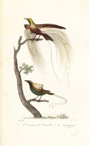 Großer Paradiesvogel und prächtiger Paradiesvogel von Antoine (after) Chazal