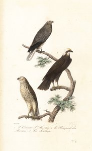 Wiesenweihe, Eurasische Rohrweihe und Wiesenweihe von Antoine (after) Chazal
