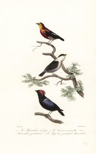 Manakin-Arten von Antoine (after) Chazal