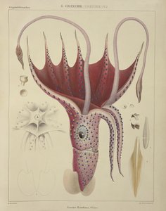 Tintenfisch, Pl.2 aus 
