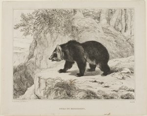 Mississippi-Bär