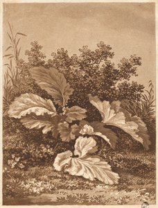 Eine Studie von Blättern, ca. 1800 von Anton Balzer