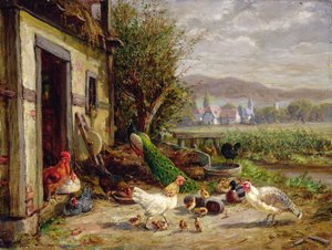 Hühner, Enten und ein Pfau an einem Kanal