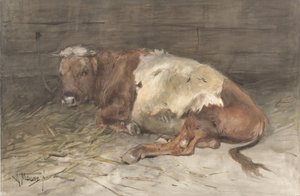 Liegender junger Stier