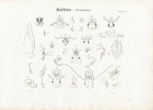 Anatomie der Insekten