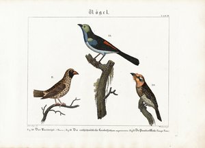 Bartvogel, Webervogel und Paradiesfliegenschnäpper