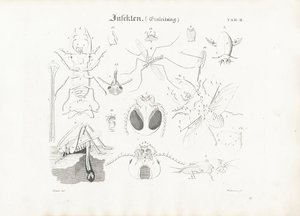 Insektenanatomie