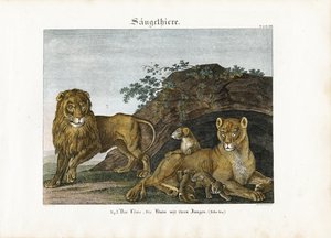 Löwenfamilie in ihrem natürlichen Lebensraum