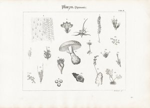 Pflanzenanatomie und Pilzformen