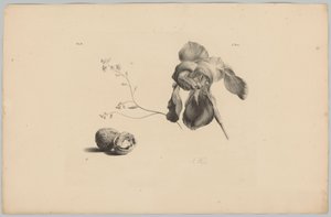Amaryllis und Walnüsse von Anton Weiss
