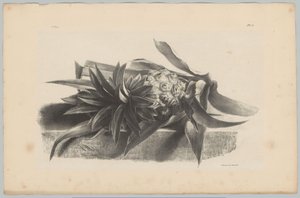Ananas (Blumen- und Fruchtstudien, 3. Folge) von Anton Weiss