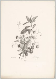 Blumen, Erdbeeren und Kirschen
